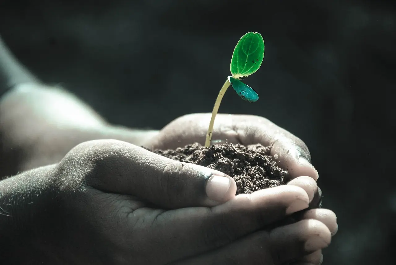 Planta na mão de pessoa